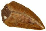 Serrated Raptor Tooth - Real Dinosaur Tooth #333368-1